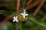 Woodland false buttonweed